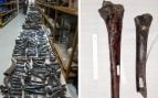 Parte de la colección de fósiles de Li-Ren Hou donada en 2011 al Museo Nacional de Ciencias Naturales de Taiwán, y los huesos Penghu 2 y Penghu 3 en el momento de su identificación en 2010. Foto: Kaifu et al., bioRxiv