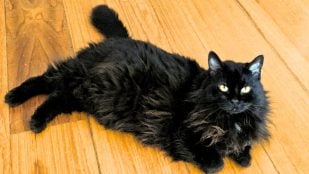 "Mitu", una gata negra de pelo largo, recostada en piso de madera. Foto: Naiara Philpotts