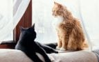 Dos gatos mirando por una ventana. Foto: Magnific / Freepik