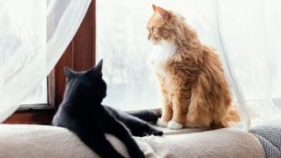 Dos gatos mirando por una ventana. Foto: Magnific / Freepik