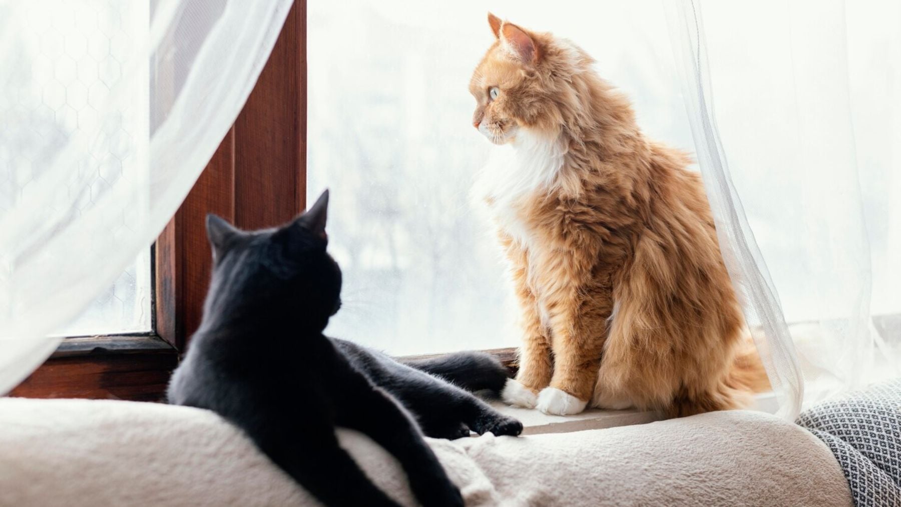 Dos gatos mirando por una ventana. Foto: Magnific / Freepik