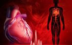 Descubren las neuronas que mantienen el corazón latiendo incluso bajo estrés