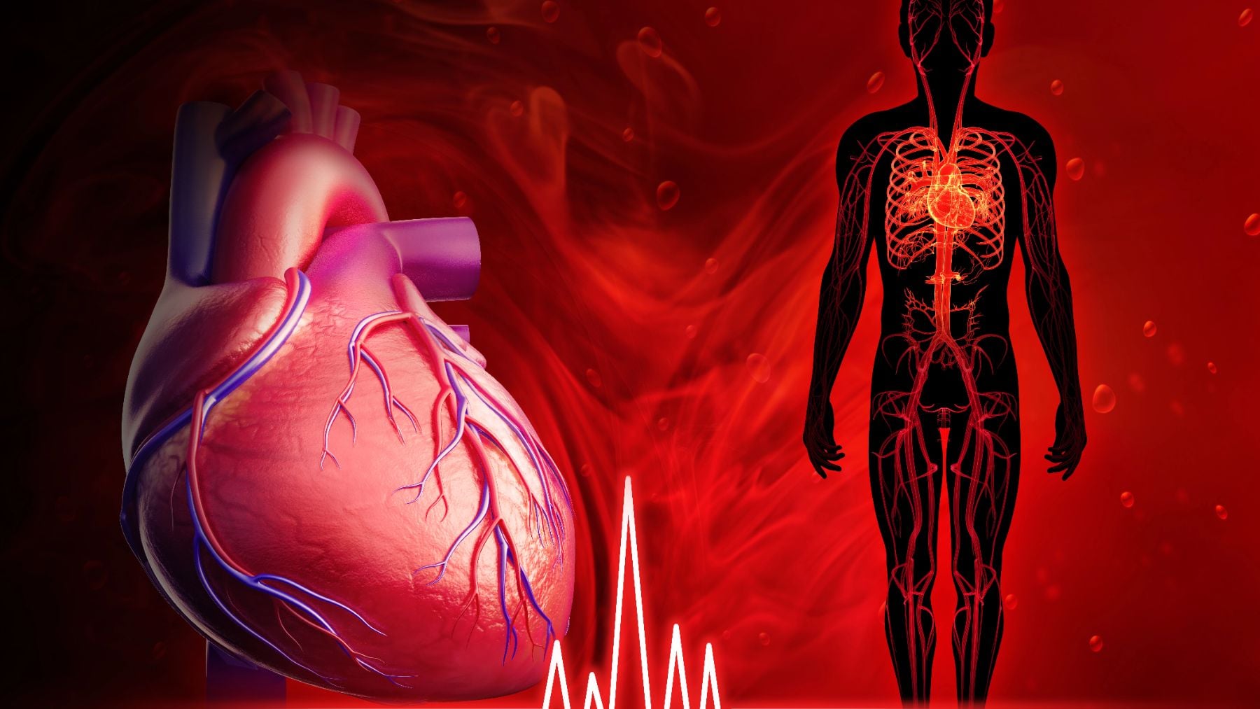 Descubren las neuronas que mantienen el corazón latiendo incluso bajo estrés