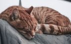 El gato duerma por la noche