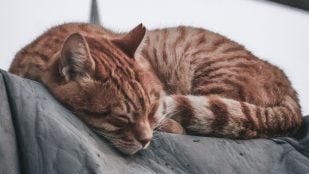 El gato duerma por la noche
