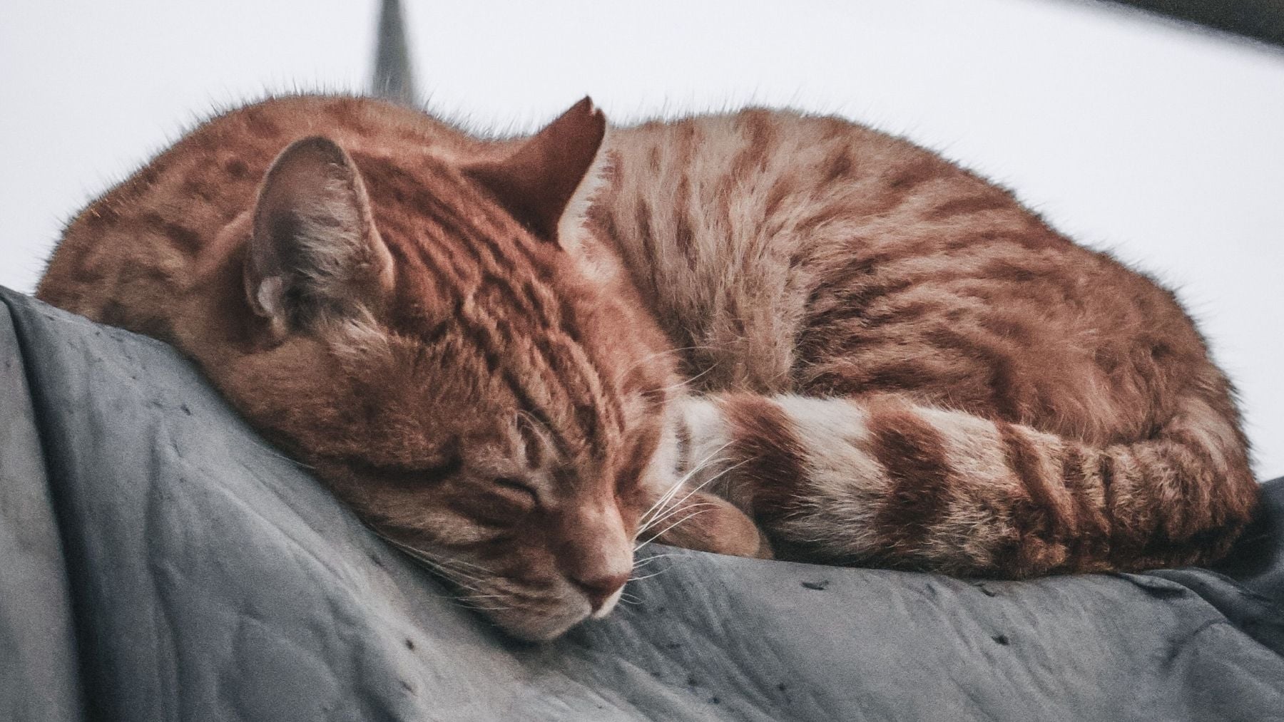 Los veterinarios expertos coinciden: para que tu gato duerma por la noche, debes ofrecerle un ciclo natural completo