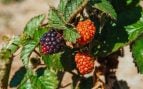 Recoger moras