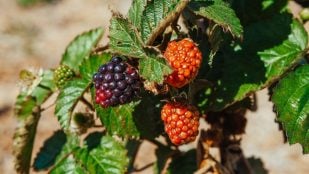 Recoger moras