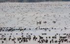 Medio Ambiente registra cerca de 178.000 aves acuáticas invernantes, la segunda cifra más alta desde 1984. Foto: Generalidad Valenciana