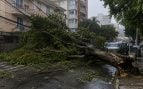 Un árbol caído derriba el tendido eléctrico y bloquea una calle tras una tormenta. Foto: MapBiomas