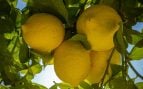 Enterrar una hoja de laurel en la tierra de un limonero