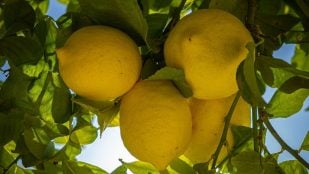 Enterrar una hoja de laurel en la tierra de un limonero