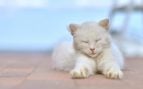 Gato blanco acostado con los ojos cerrados. Foto: Magnific - @zinkevych