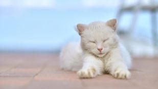 Gato blanco acostado con los ojos cerrados. Foto: Magnific - @zinkevych