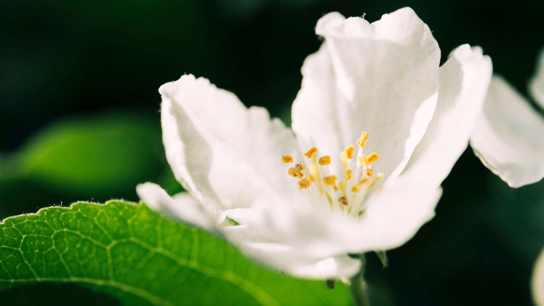 Olvida los rosales: la mejor planta para tu jardín es resistente a las plagas y ahuyenta a los mosquitos