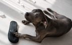 Perro, animales, mascotas
