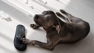 Perro, animales, mascotas
