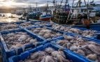 Pulpos, animales, plagas