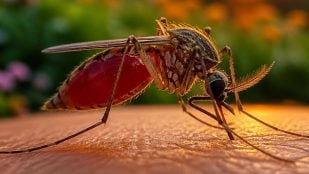 Olor que no soportan los mosquitos