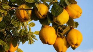 Árbol del membrillero