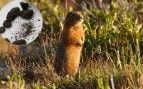 Una ardilla en el monte (Foto: Gobierno de Yukón), y en el recuadro, ejemplos de los coprolitos (heces fosilizadas) analizados en el estudio de Nature Communications.