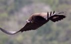 Buitre negro (Aegypius monachus) en vuelo sobre el monte Carmelo, Israel. Foto: Artemy Voikhansky, CC BY-SA 4.0, vía Wikimedia Commons