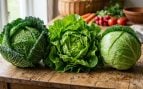 Col, lechuga, proverbio, reflexión