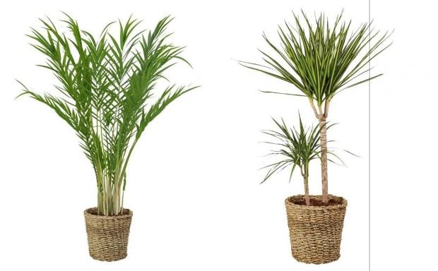 Lidl plantas