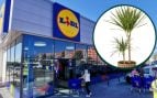 lidl plantas