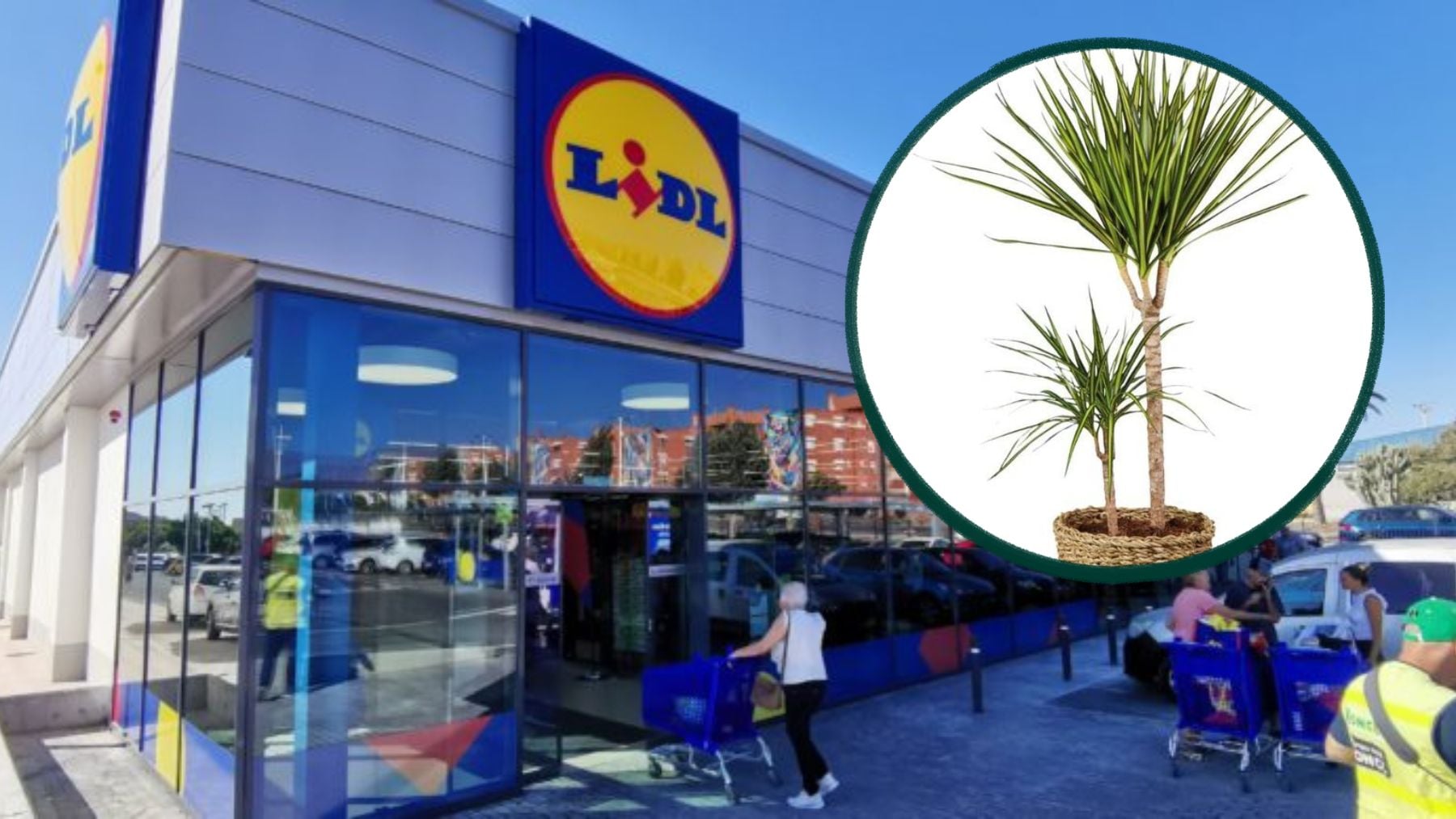 Corre a Lidl antes de que se agoten: ya tienen disponibles las plantas para el balcón que llevan maceta de mimbre y son fáciles de cuidar