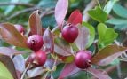 Guayabo de fresa (Psidium cattleyanum) cultivado en el Jardín Botánico de la Universidad de Wrocław, Polonia. Foto: Agnieszka Kwiecień, Nova, CC BY-SA 4.0, vía Wikimedia Commons