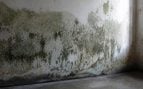 Pared afectada por la humedad