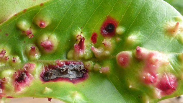 Hojas de guayaba fresa (Psidium cattleianum) con da&ntilde;os causados por la cochinilla de control biol&oacute;gico Tectococcus ovatus, en Maui, Haw&aacute;i. Foto: Forest & Kim Starr / CC BY 3.0.