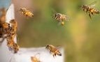 Colombia usa abejas para reforestar, abejas y reforestación, Colombia planta 97.000 árboles, Colombia recupera los bosques andinos con las abejas.