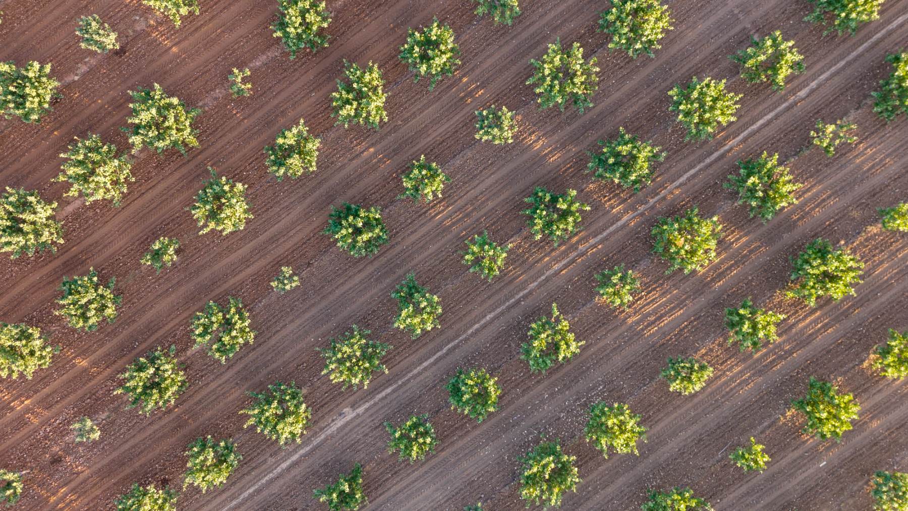 Cultivo de pistachos.