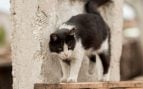 Gato vaca. Foto: Magnific