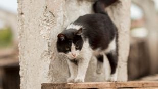 Gato vaca. Foto: Magnific