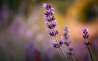 Planta, flora, curiosidades
