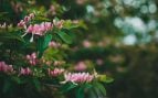 planta con flores
