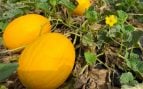 Ni en un plato ni cortado a trozos en el frigorífico: el melón abierto debe conservarse de esta manera en verano