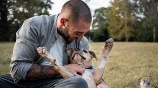 Perros, animales, mascotas