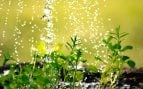 Los expertos en plantas coinciden: si tu potus tiene las hojas pequeñas no es un problema de falta de riego, en realidad es más fácil de solucionar de lo que crees