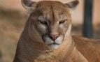 Pumas, animales, fauna, naturaleza