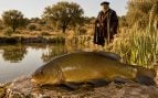 Tenca en Extremadura, fiesta de la tenca, rey Carlos V y la tenca en Cáceres.