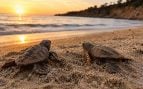 Tortugas, animales, especie, naturaleza