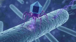 Microbiota