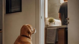 El perro espera fuera del baño