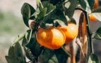 Planta frutal