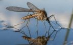Qué atrae a los mosquitos