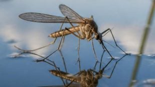 Qué atrae a los mosquitos